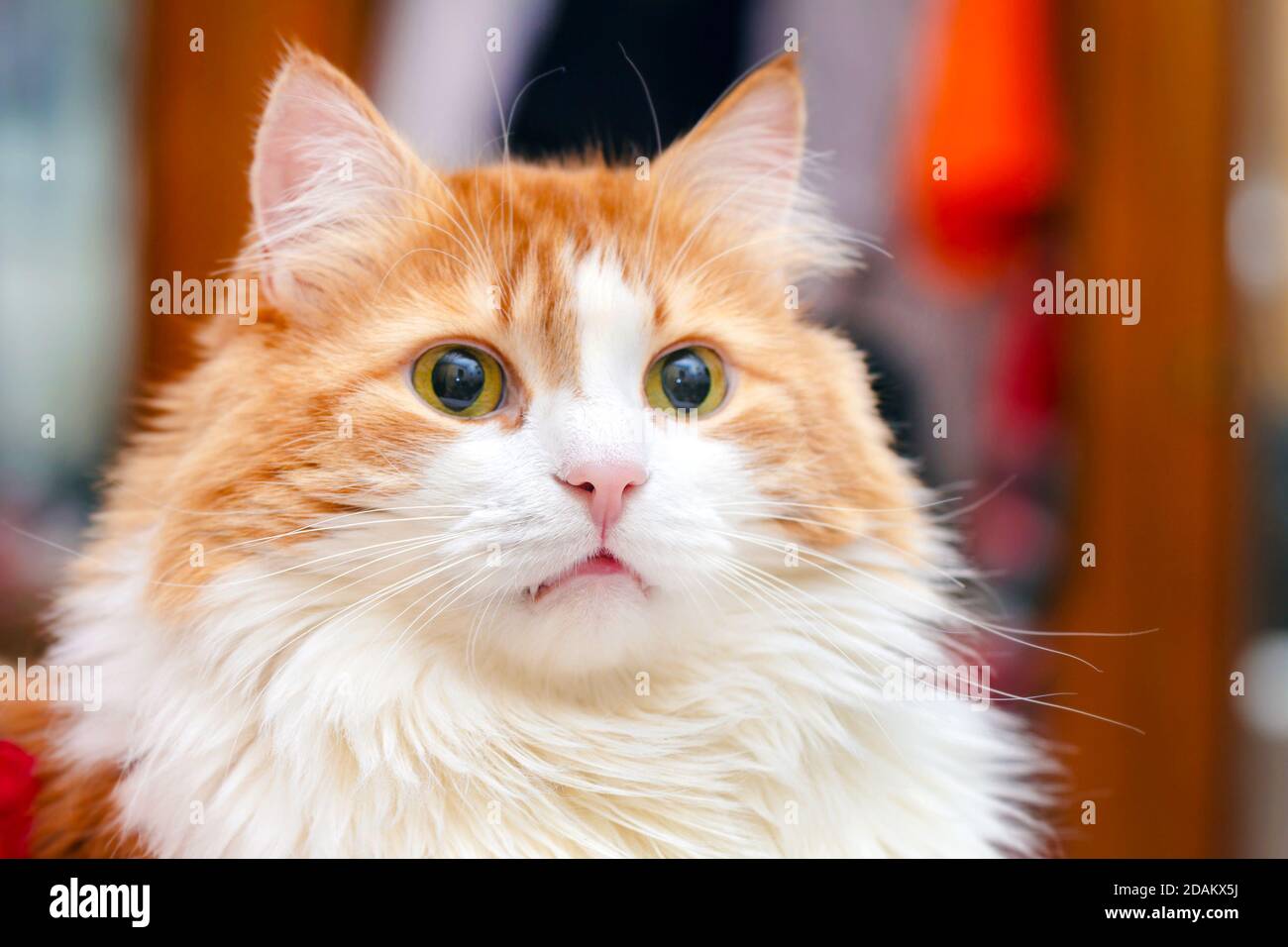 Portrait of adult beautiful red cat with yellow eyes Stock Photo