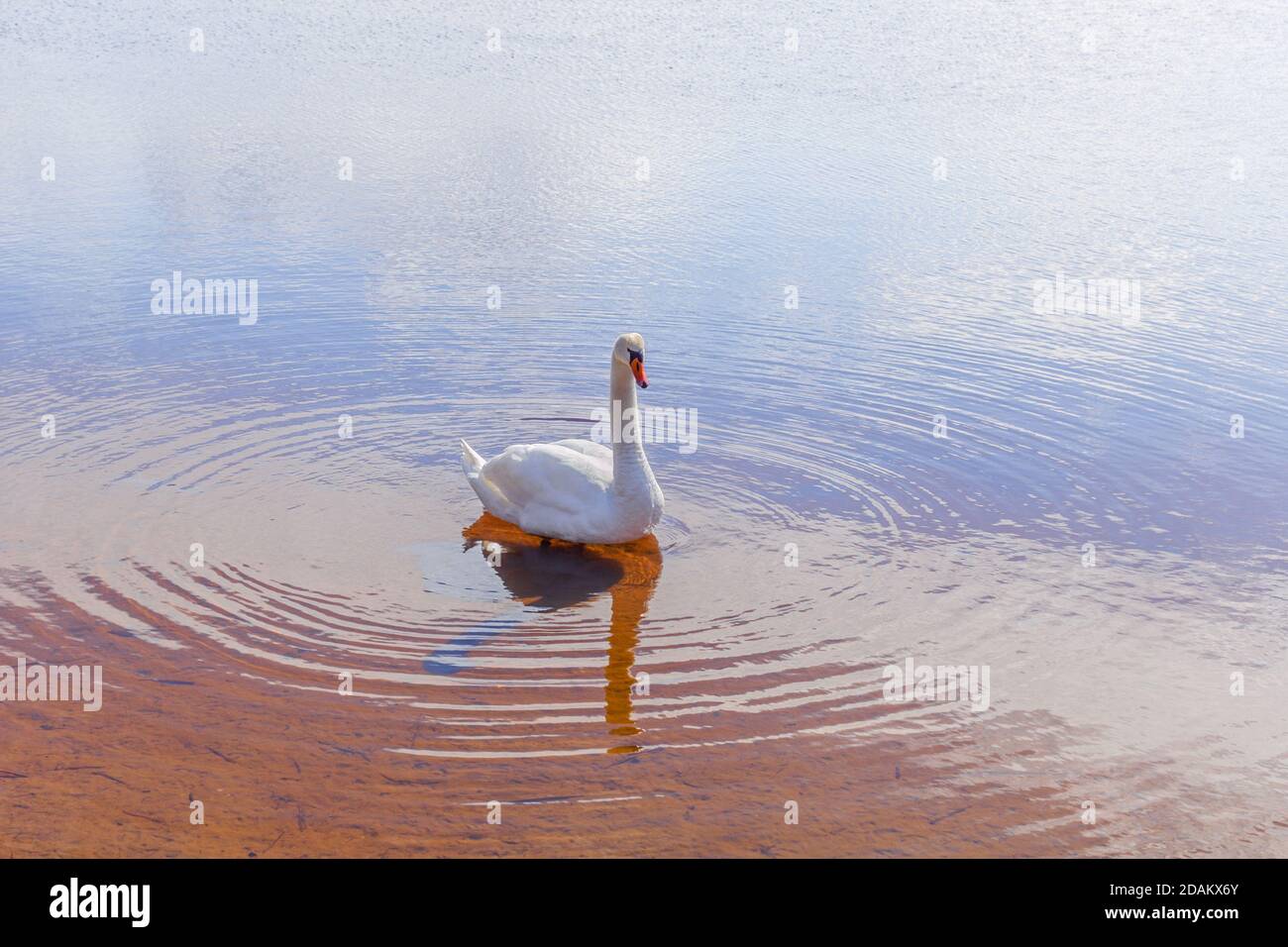 Pretty white swan and circles on water at sunny day Stock Photo