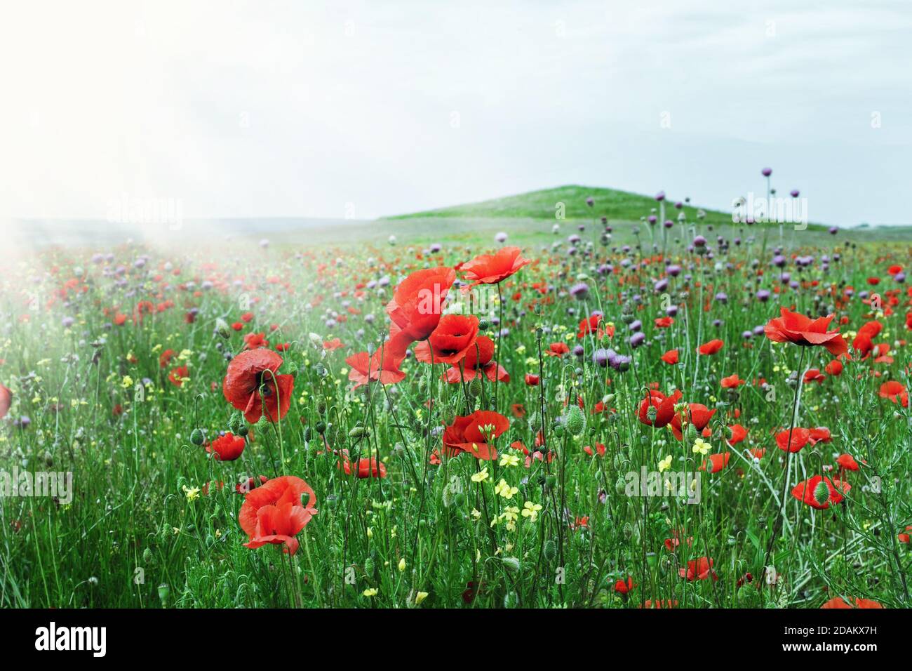 Pretty scarlet poppies in field sunny weather Stock Photo