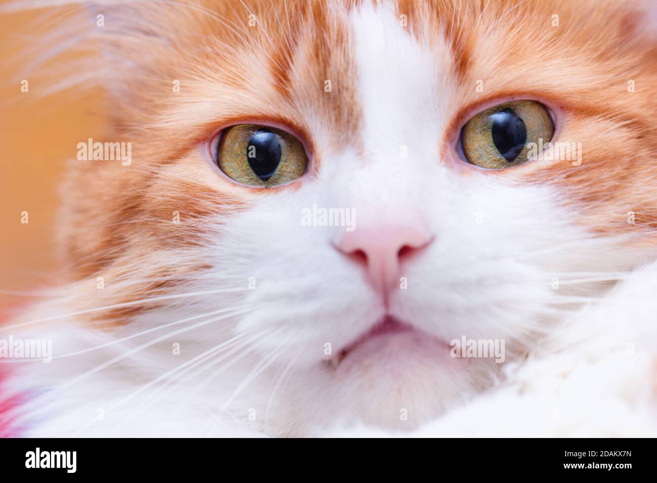 Large portrait of adult pretty red cat Stock Photo