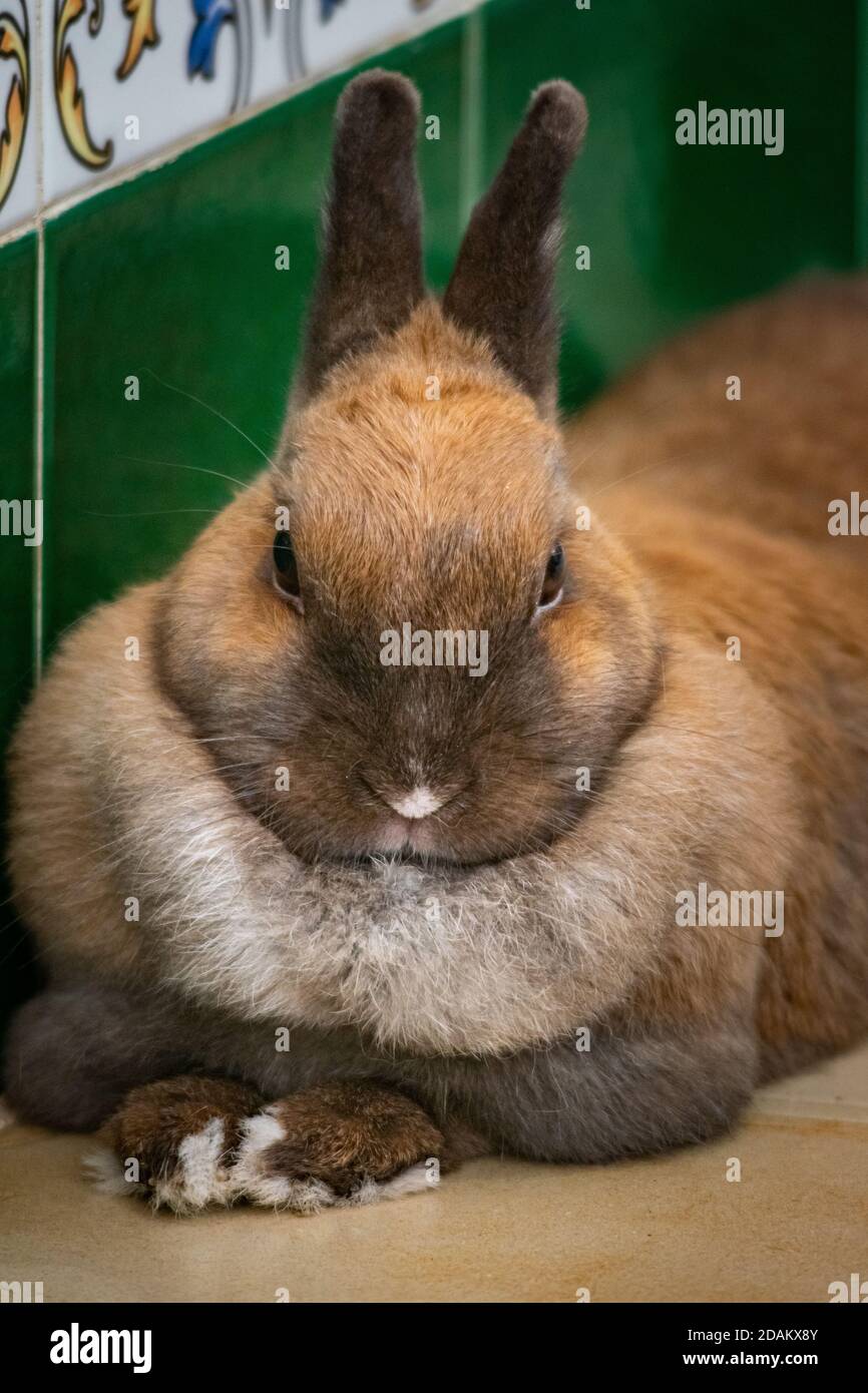 a elegant image of my pet bunny rabbit posing for a portrait photo Stock Photo Alamy