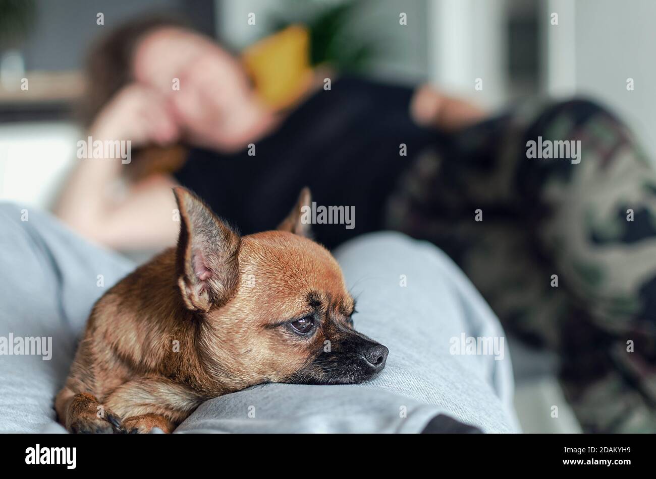 Selective focus on a cute chihuahua lying between owner's legs.  Blurred background of a caucasian woman resting on a couch. Indoor. Stock Photo