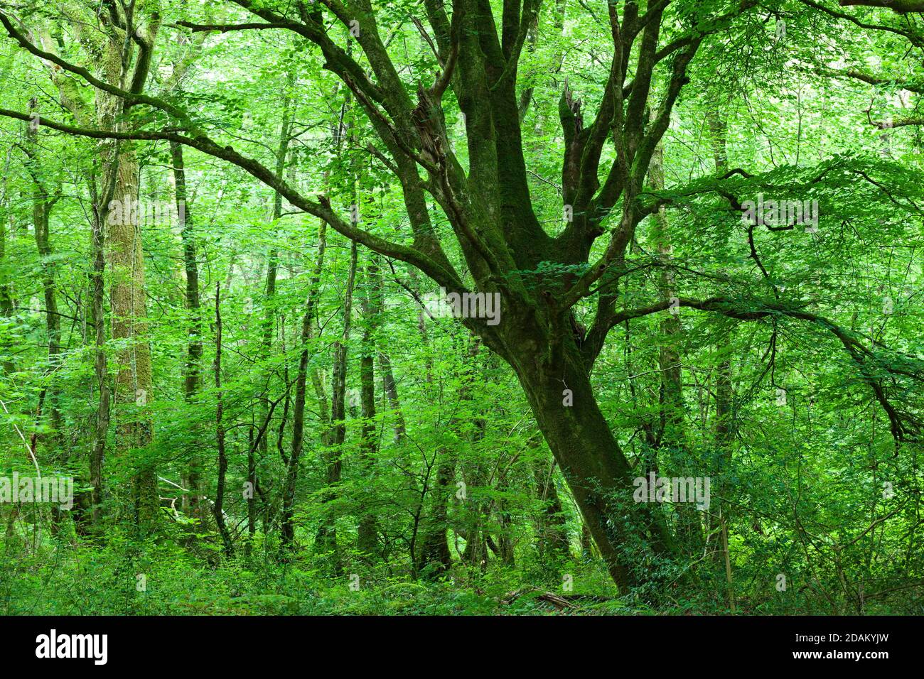 Old beech Fagus sylvatica in green forest. Cotentin Peninsula Normandy France Stock Photo