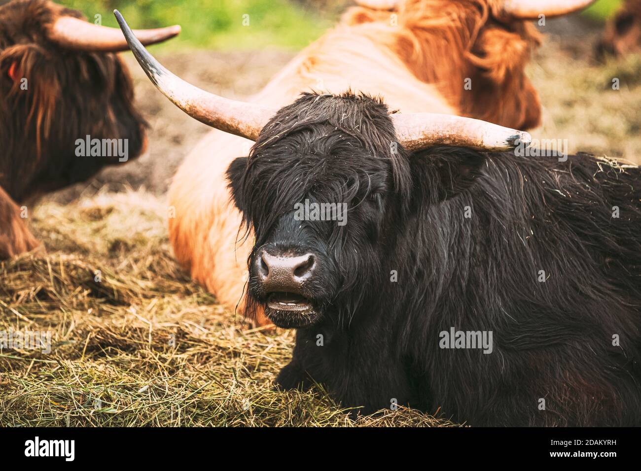Black Highland Cattle High Resolution Stock Photography and Images - Alamy