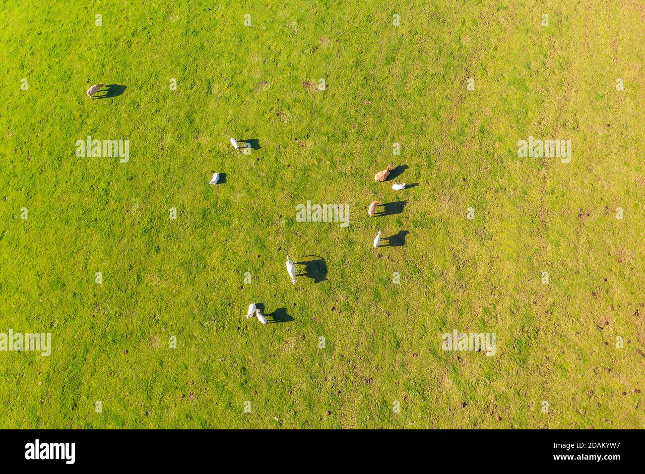 a flock of cows on a meadow from above Stock Photo