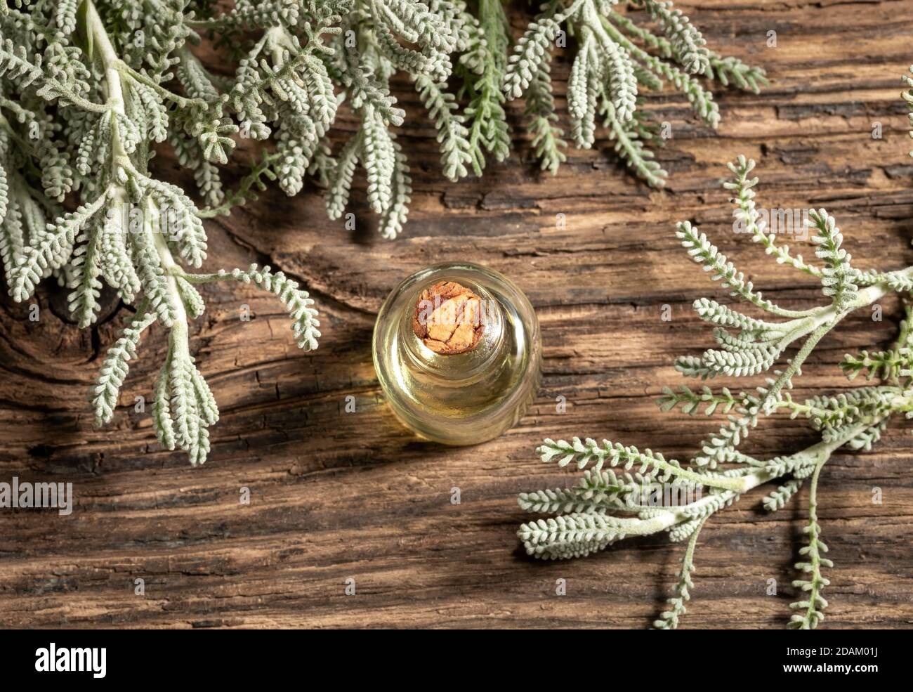 Essential oil bottle with fresh santolina twigs, top view Stock Photo
