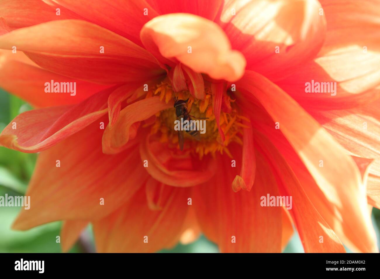 Close up of Bee sitting on a pink (orange) Dahlia flower head. Bee in summer garden. Dahlia flower and pollinator. United Kingdom (UK) Stock Photo