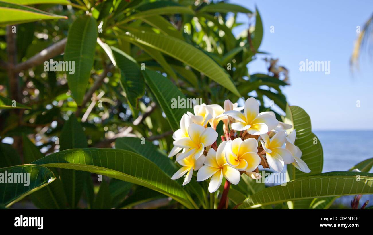 White Frangipani Flowers Blooming Plumeria Tree Flowers In Bali