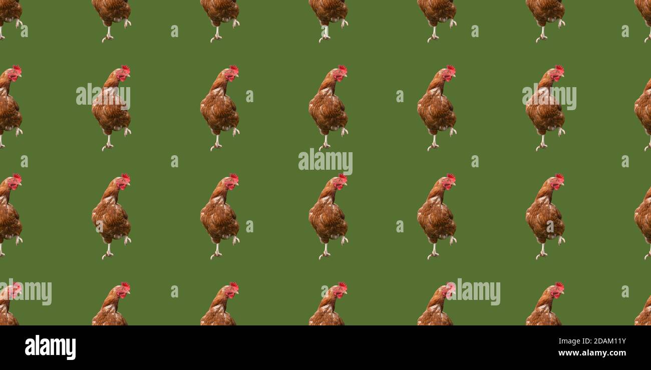 Looping Chicken Seamless looping top view hi-res stock photography and images - Alamy