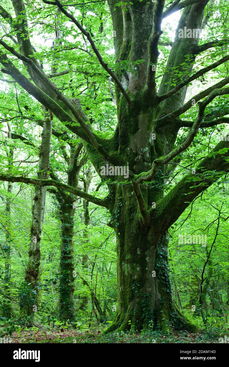 Old beech in the forest during the summer time. Cotentin Peninsula Normandy France. Stock Photo