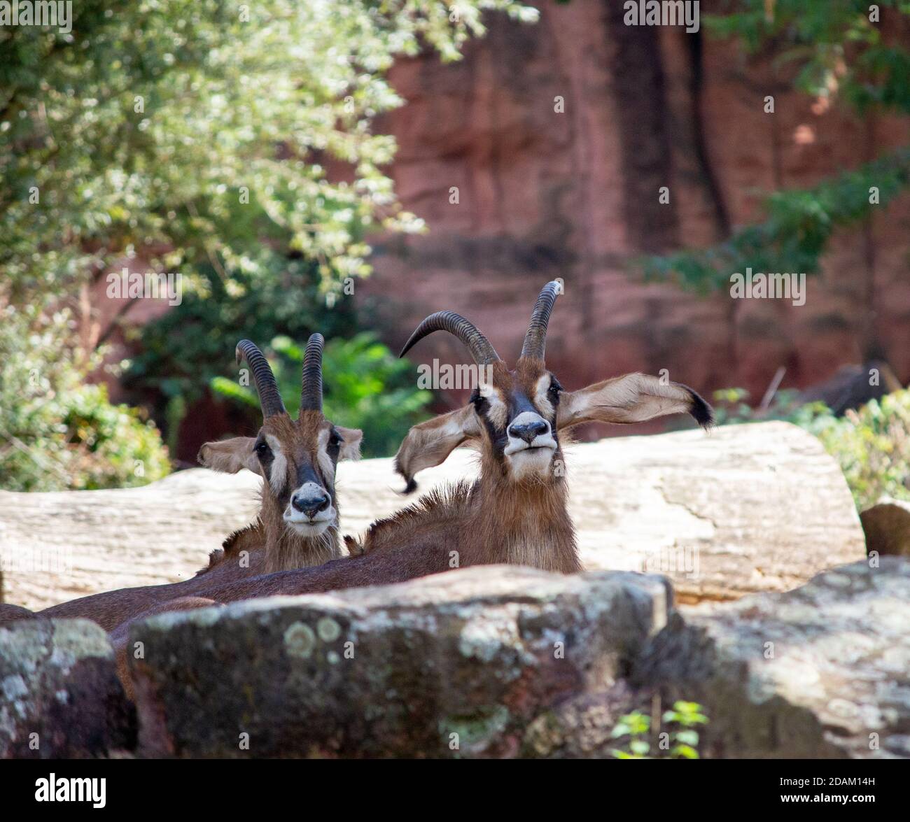 Image from two roan antelopes, is a savanna antelope found in West, Central, and Southern Africa Stock Photo