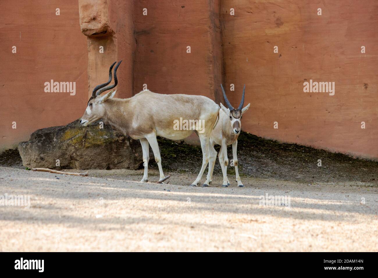Image from two addax, also known as the white antelope and the screwhorn antelope Stock Photo