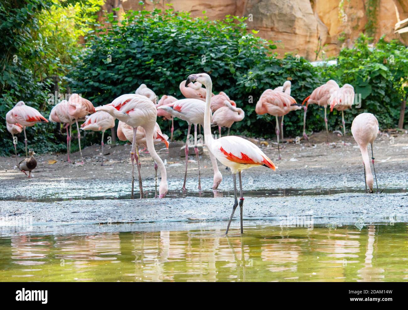a group of Chilean flamingo looking for food in the water, Phoenicopterus chilensis Stock Photo
