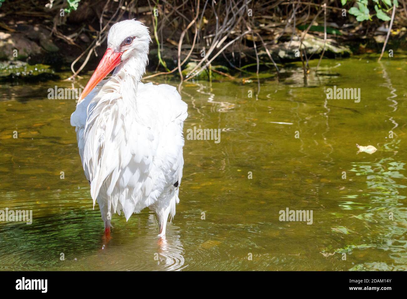 View of a stork standing in the water of a pond Stock Photo