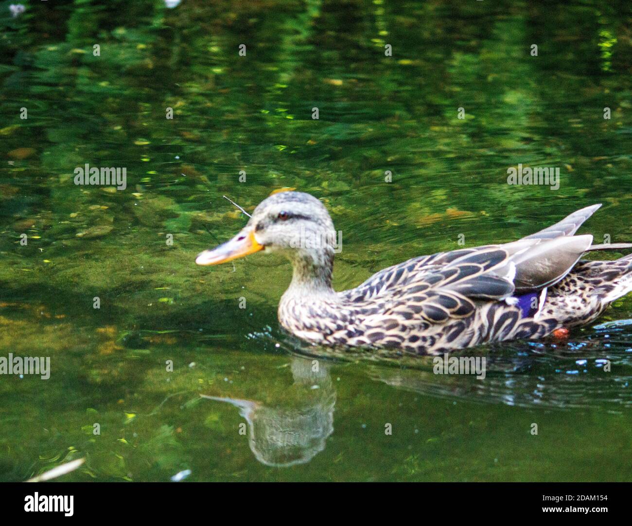 a Indian spot billed duck swimming in a pond, latin Anas poecilorhyncha Stock Photo