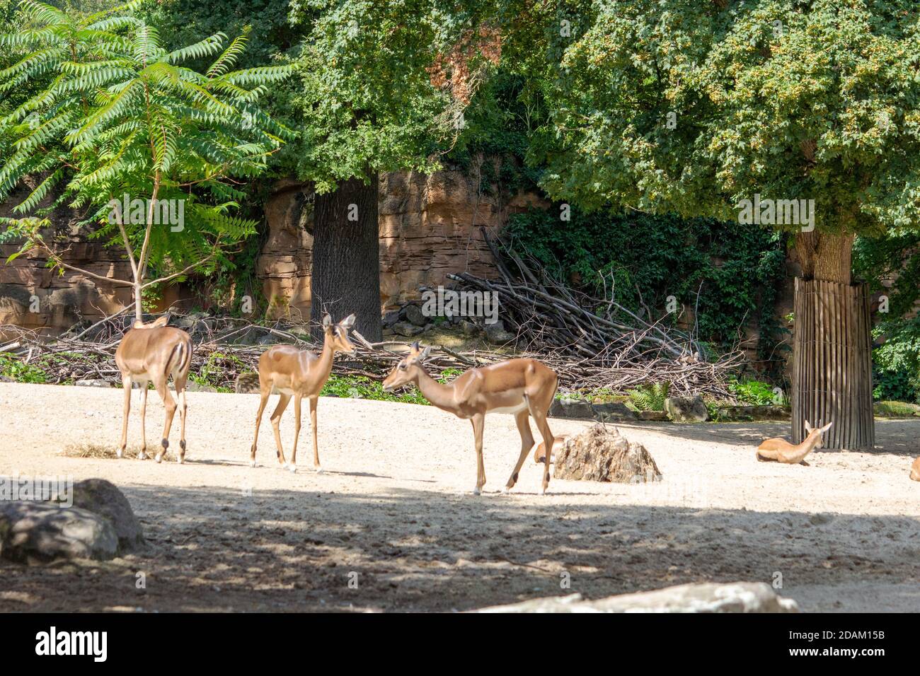 Image from a group of Impalasis a medium sized antelope found in eastern and southern Africa Stock Photo