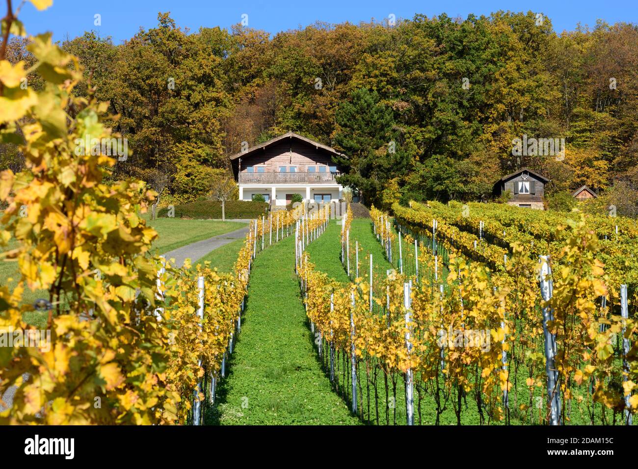 Rechnitz: vineyard Weingebirge, house, Südburgenland, Burgenland, Austria Stock Photo