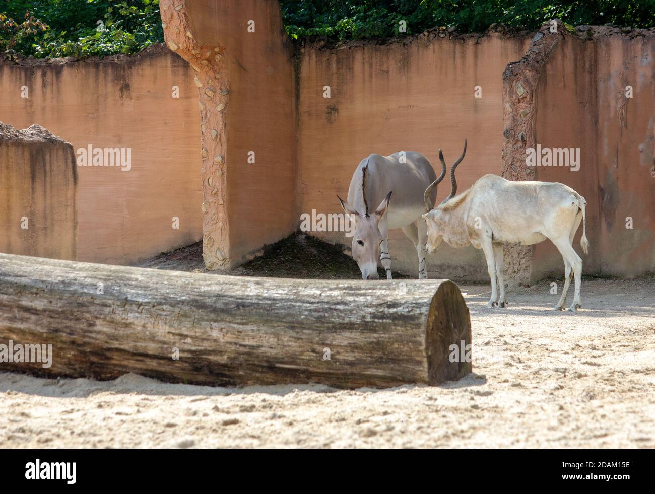 Image from a Somali wild ass and an Addax face each other curiously Stock Photo