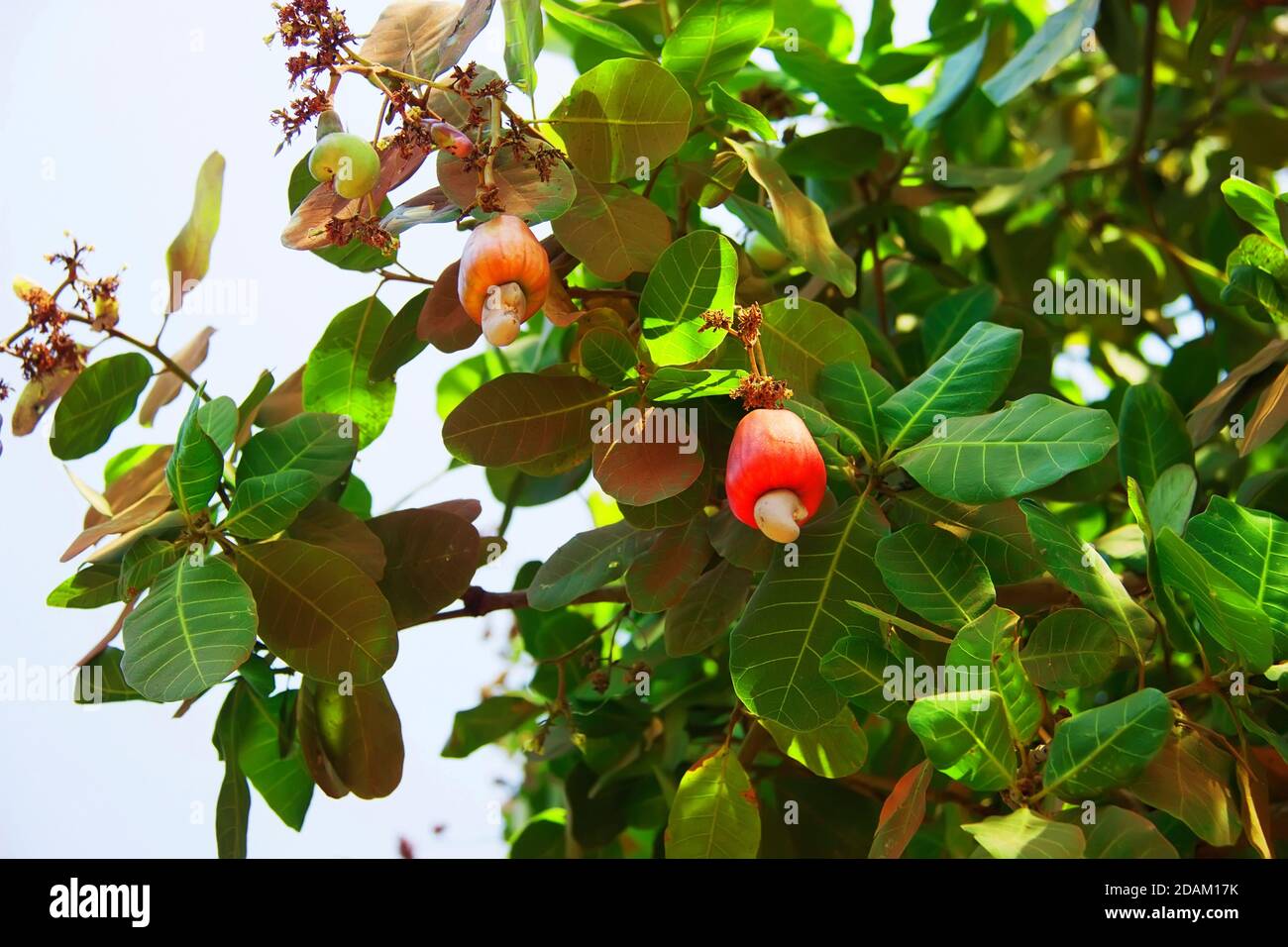 Cashew nuts grow on a tree branch Stock Photo Alamy