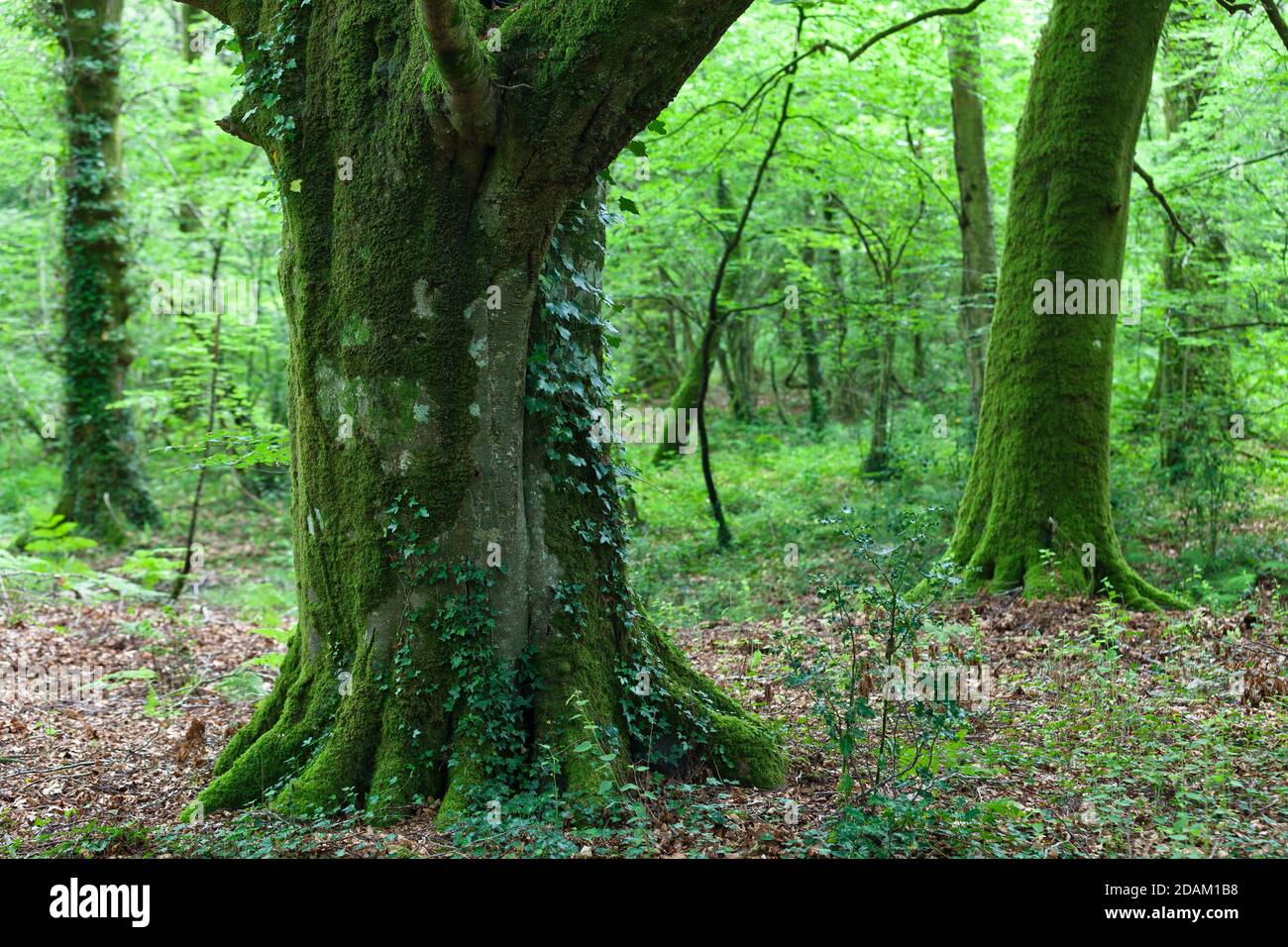 Alte Buche im Wald. Cotentin Halbinsel Normandie. Stock Photo