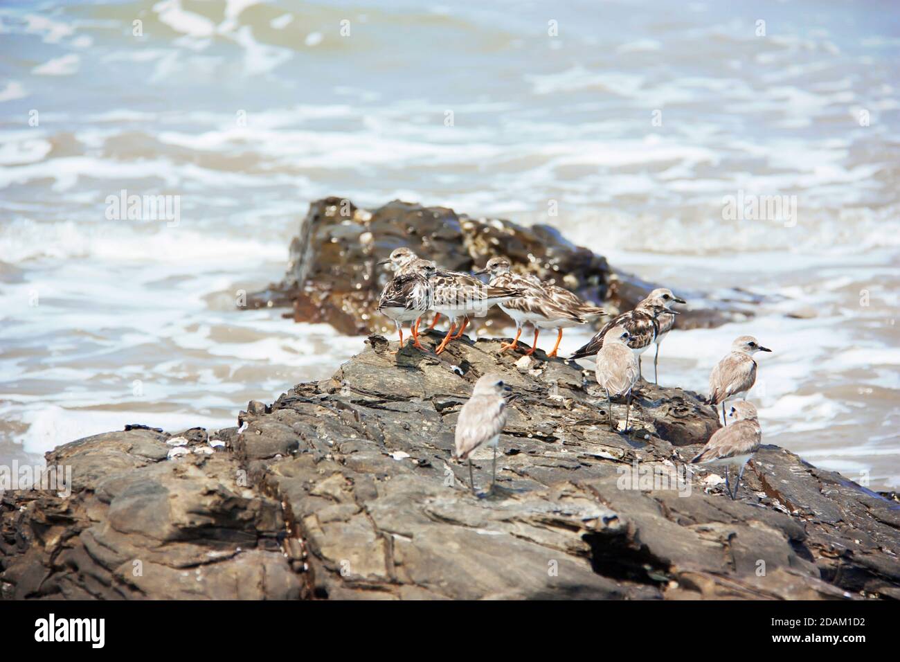 A flock of the greater sand plovers and turnstones Stock Photo