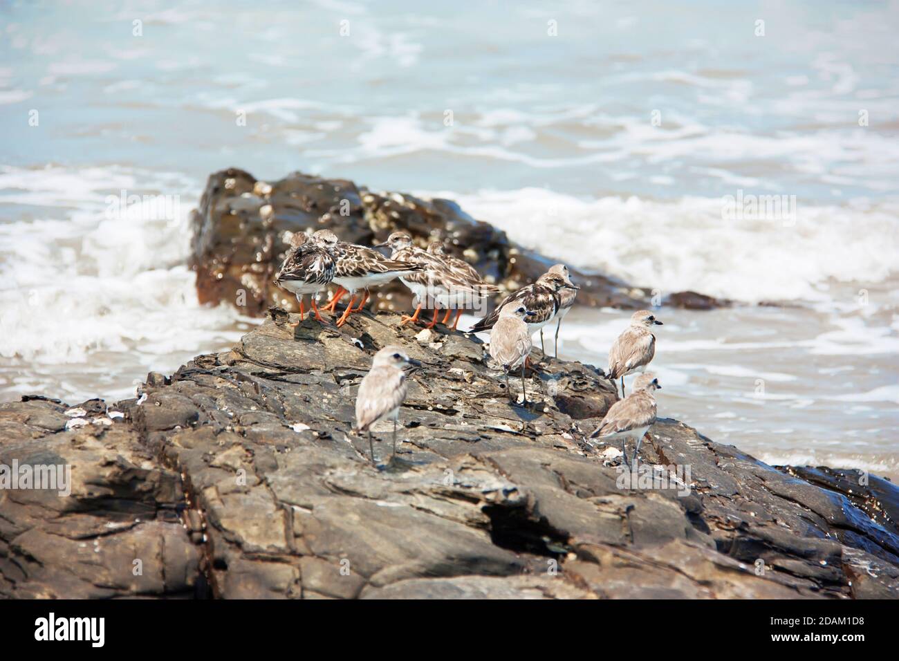 A flock of the greater sand plovers and turnstones Stock Photo