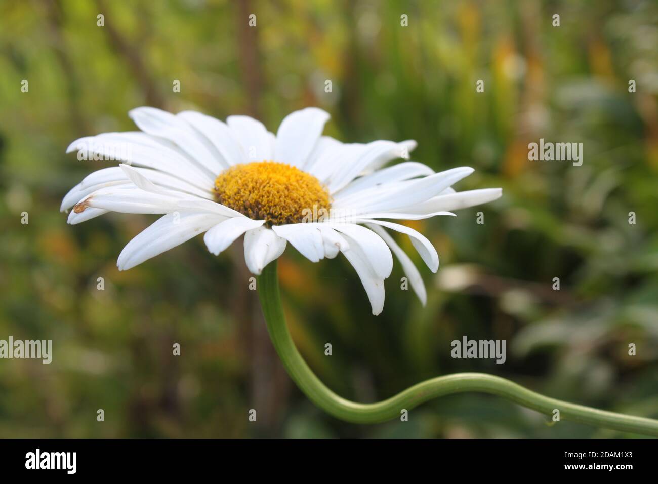 Wild solitary daisy. Flower abstracts. Daisy abstract. Summer gardens