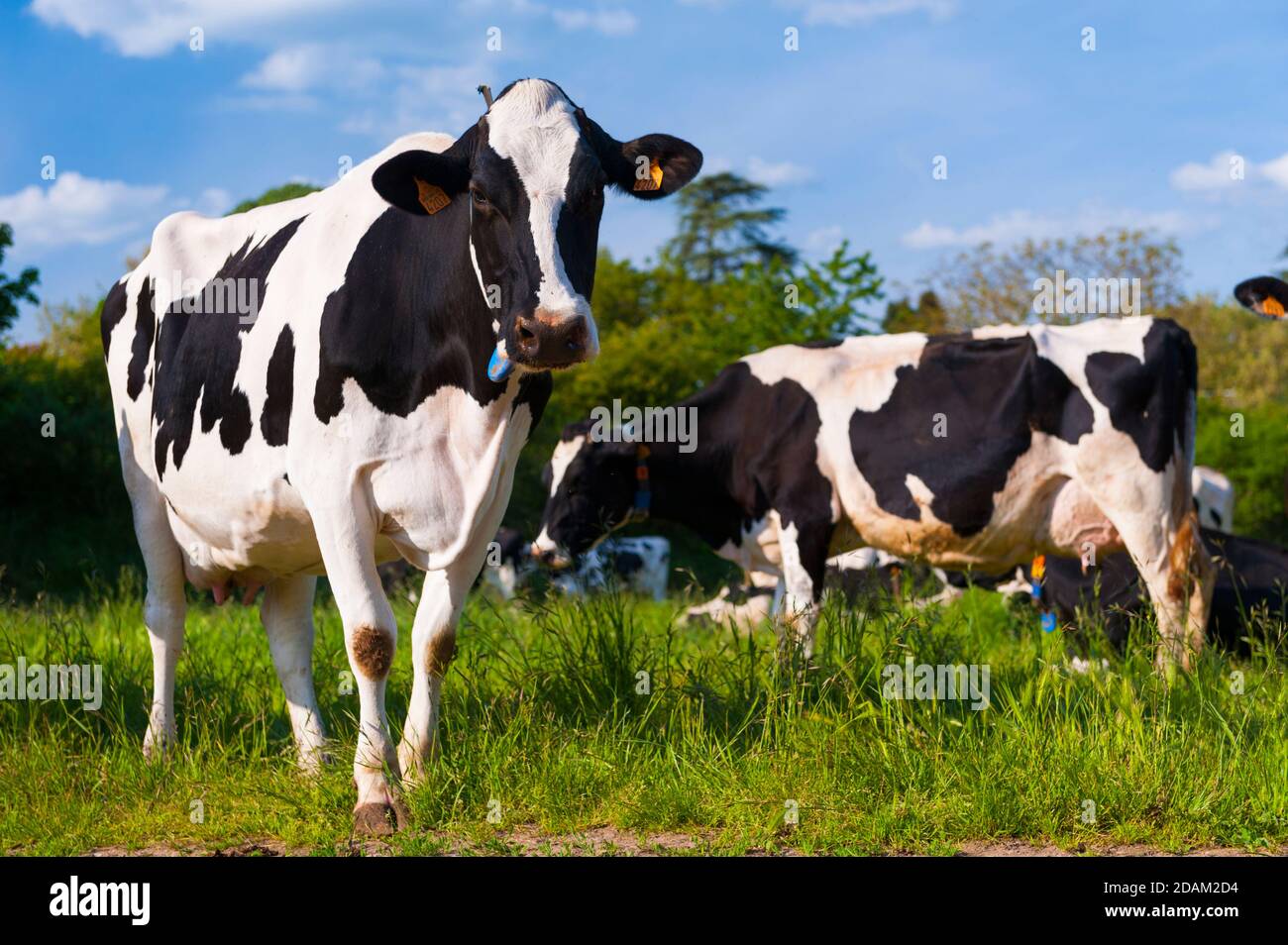 France, Indre (36), SaintGaultier, BelAir farm, breeding of Prim