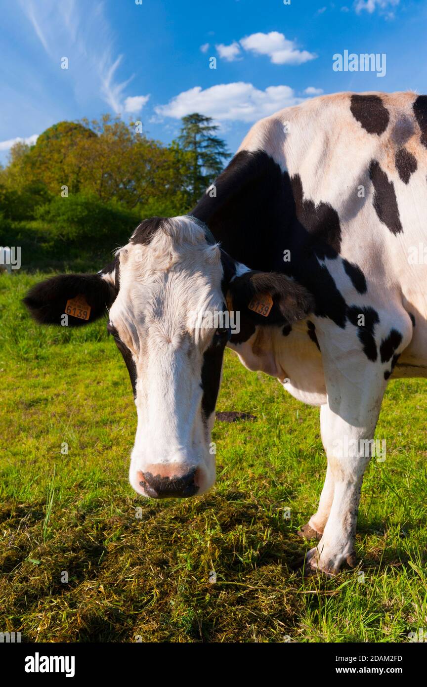 France, Indre (36), Saint-Gaultier, Bel-Air farm, breeding of Prim ...