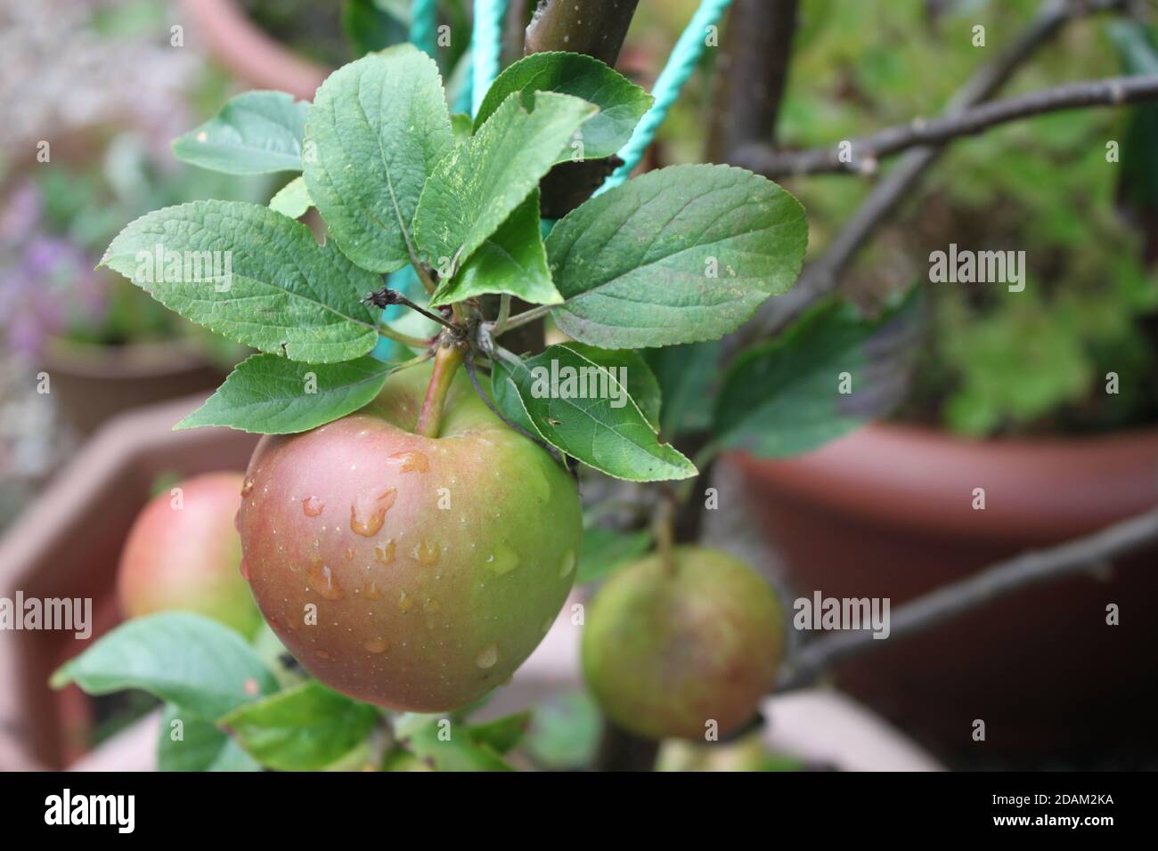 Apples hanging from an apple tree. Apple trees grown in pot containers, cottage gardens. Summer