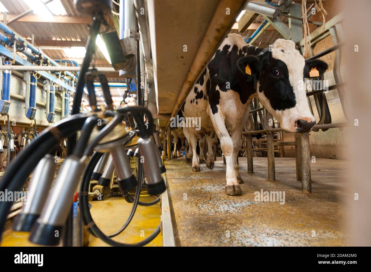 Breed machine hires stock photography and images Alamy