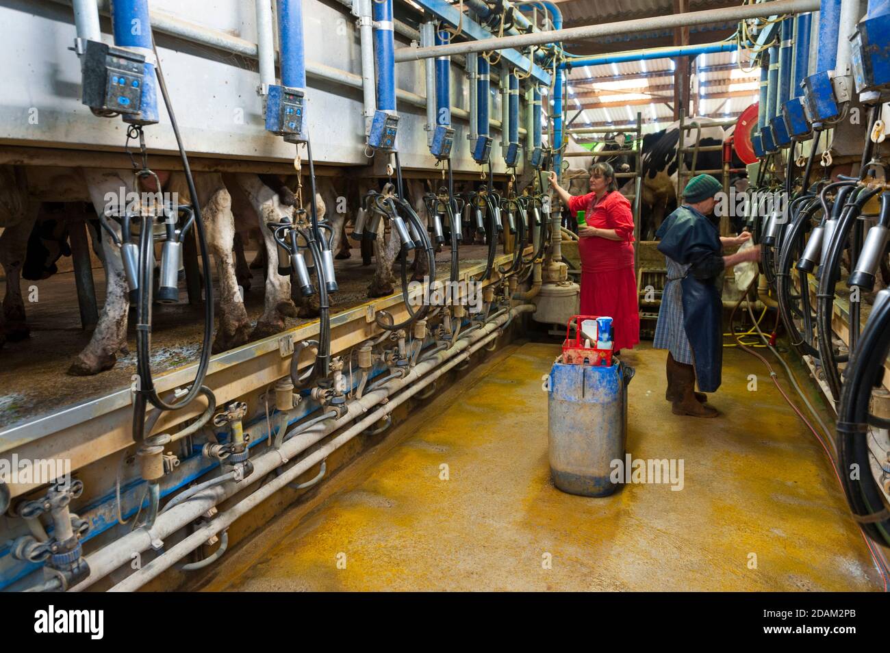 France, Indre (36), SaintGaultier, BelAir farm, breeding of Prim