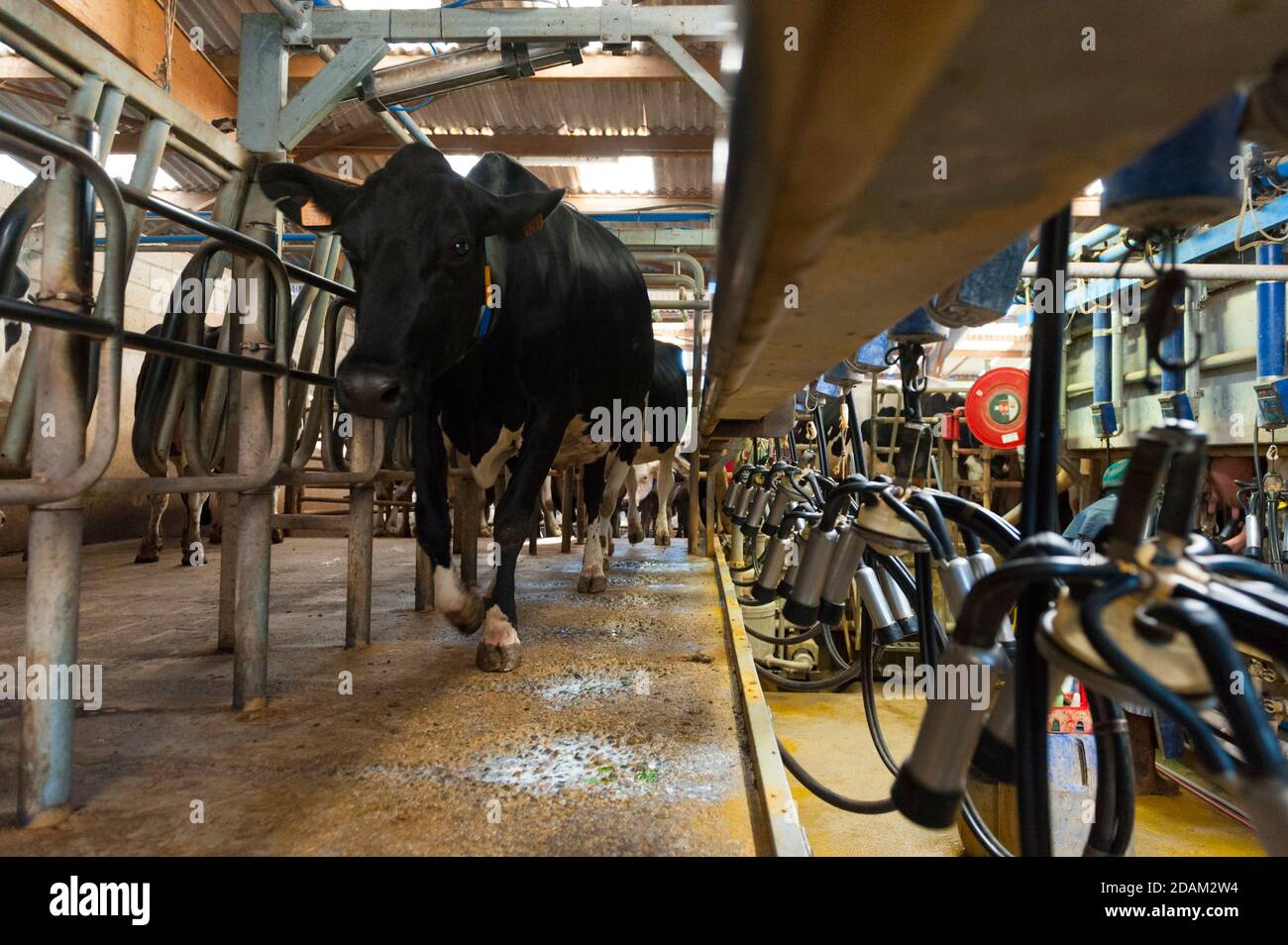France, Indre (36), SaintGaultier, BelAir farm, breeding of Prim