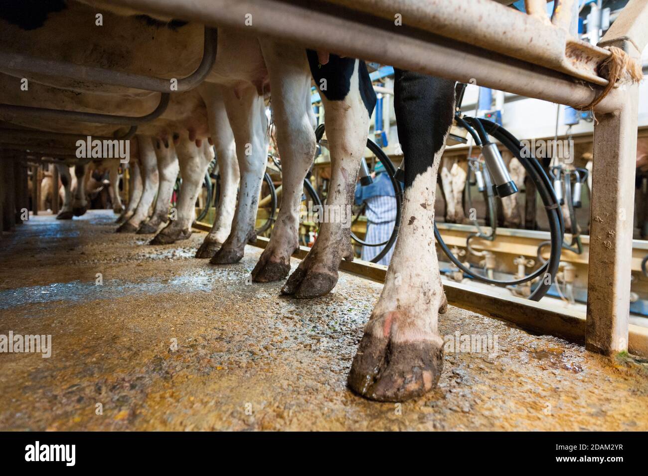 France, Indre (36), SaintGaultier, BelAir farm, breeding of Prim