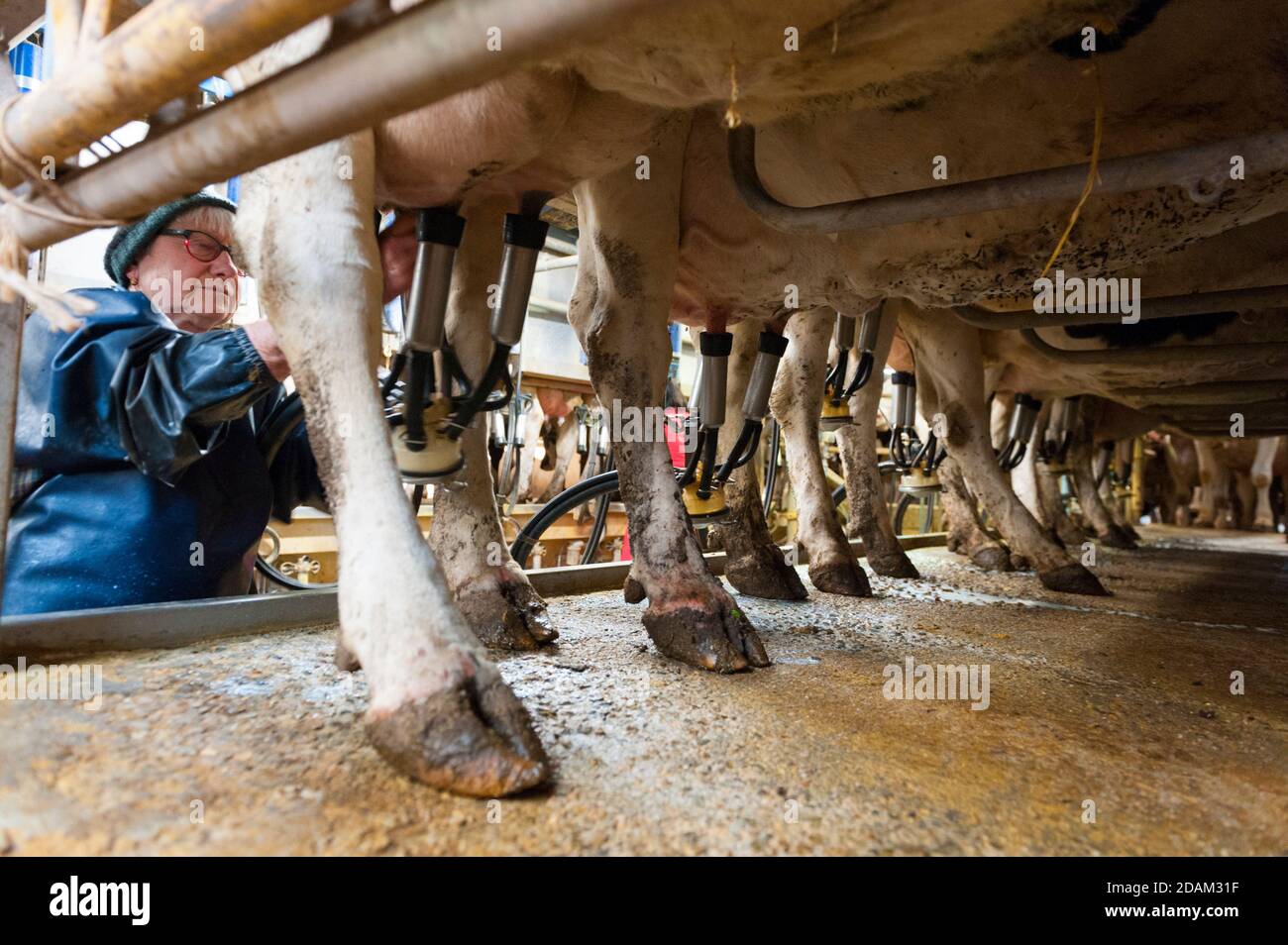 France, Indre (36), SaintGaultier, BelAir farm, breeding of Prim