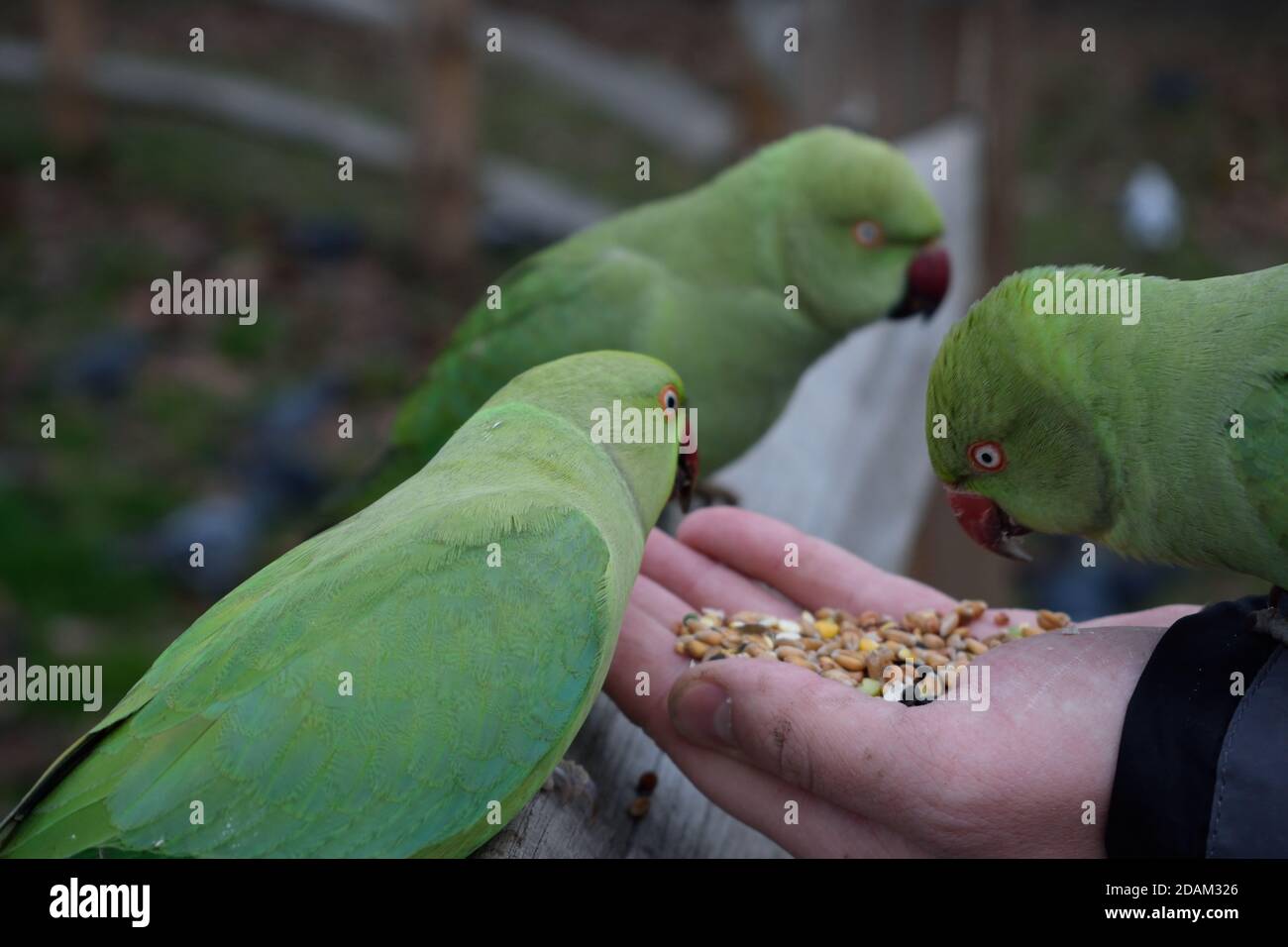 RoseRinged Parakeets Eating Seeds from a Man's Hand Stock Photo Alamy