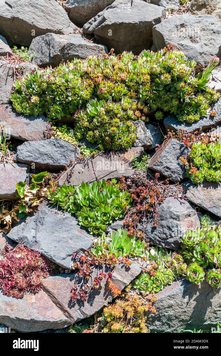 Plants growing between stones on a wall at Belltown Cottage Park in