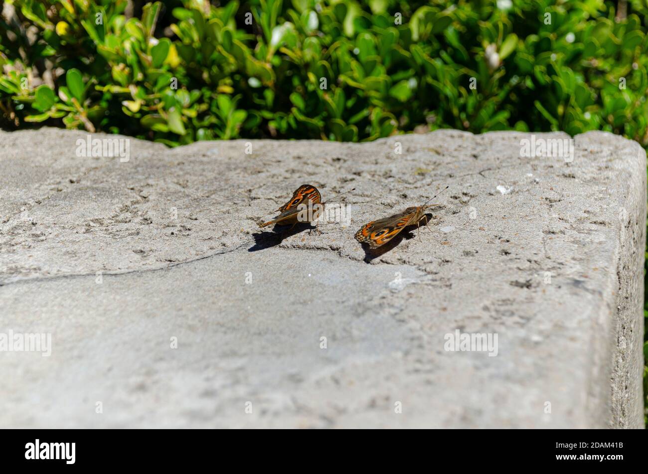 Two butterflies ready to fly Stock Photo Alamy