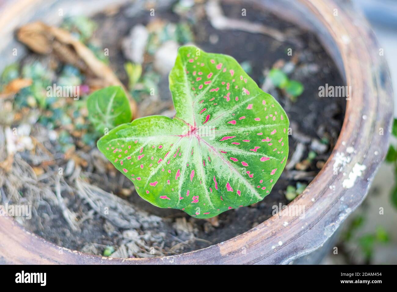 Beautiful leaf contains many pigments on Caladium bicolor Stock Photo