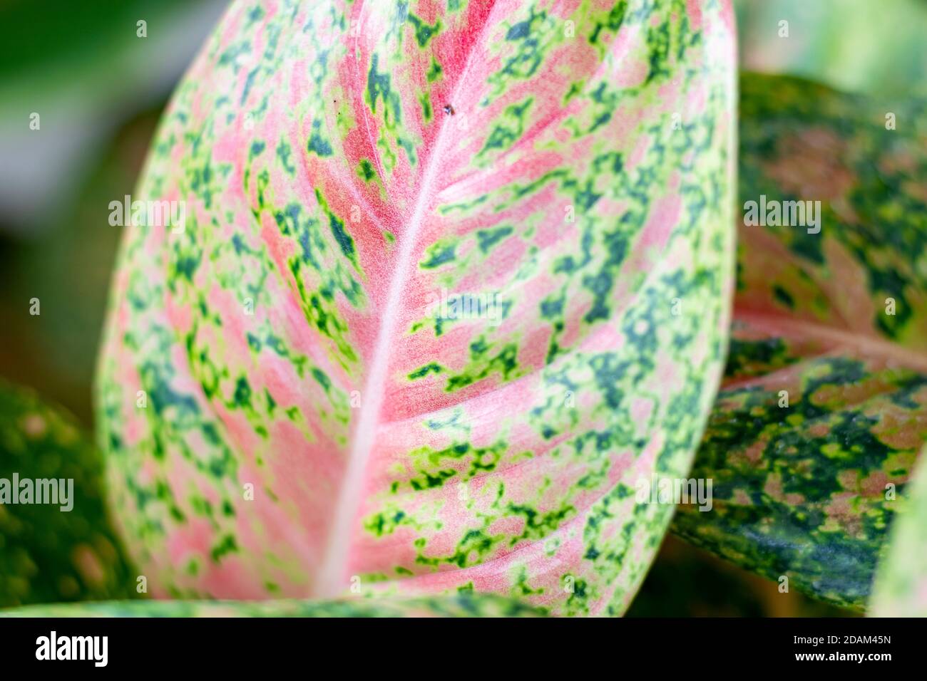 The beautiful leaves contain red pigment Stock Photo
