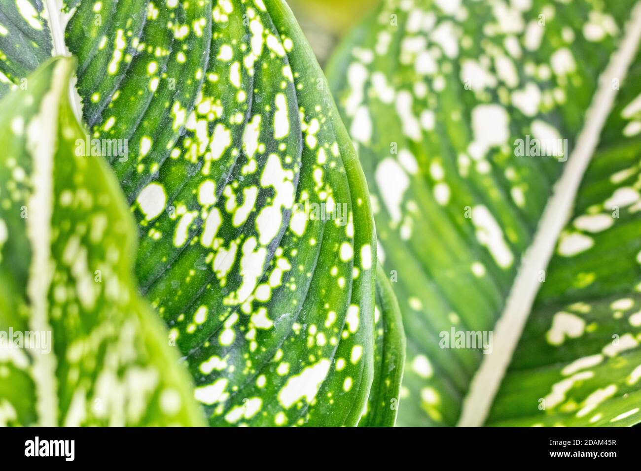 The beautiful leaves contain white pigment Stock Photo