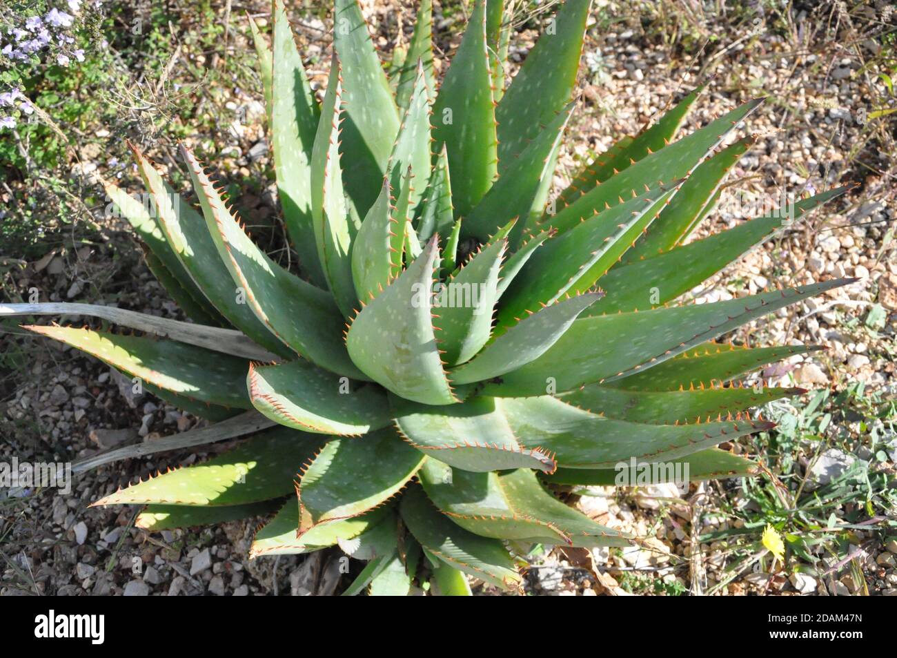 An Aloe Vera Plant Close Up. Juicy green aloe vera close up in nature