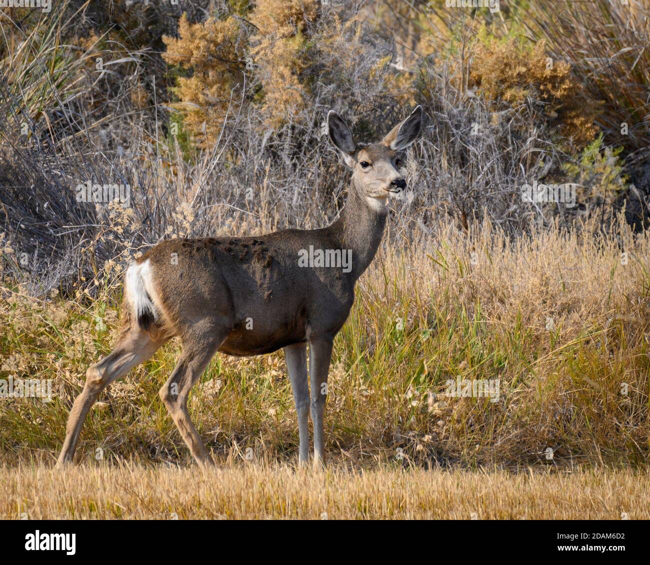 Mule deer doe at Malheur National Wildlife Refuge in southeast Oregon. Stock Photo