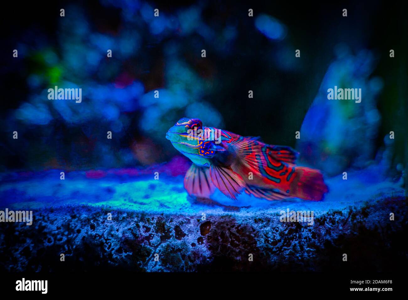 Mandarinfish or Mandarin dragonet (Synchiropus splendidus) isolated on a reef tank with blurred background Stock Photo
