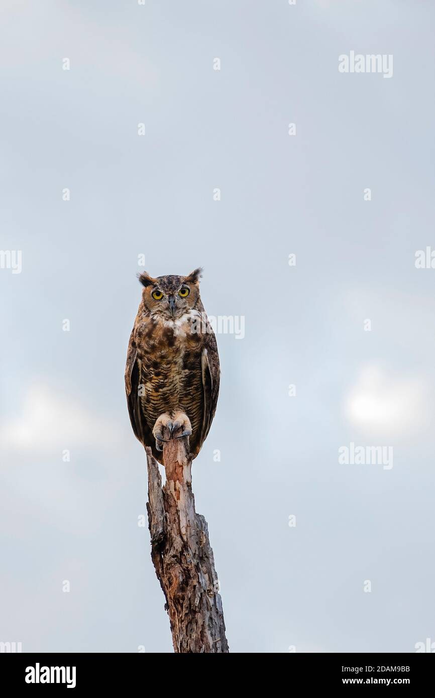 Female Great Horned owl, Bubo virginianus, perched on top of a dead tree. Oklahoma, USA. Stock Photo