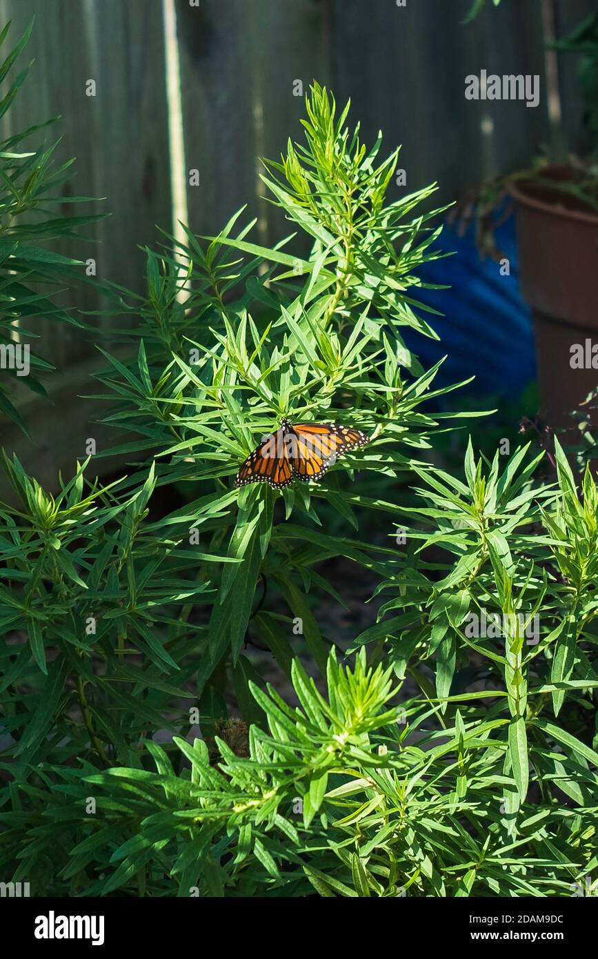 Female Monarch butterfly, Danaus plexippus, laying eggs on swamp milkweed, Asclepias, plant in Kansas, USA. Stock Photo