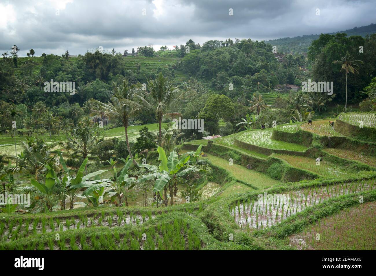 Tabanan Rise Field Balinese terraced rice fields at Tabanan, Bali, indonesia Stock Photo ...