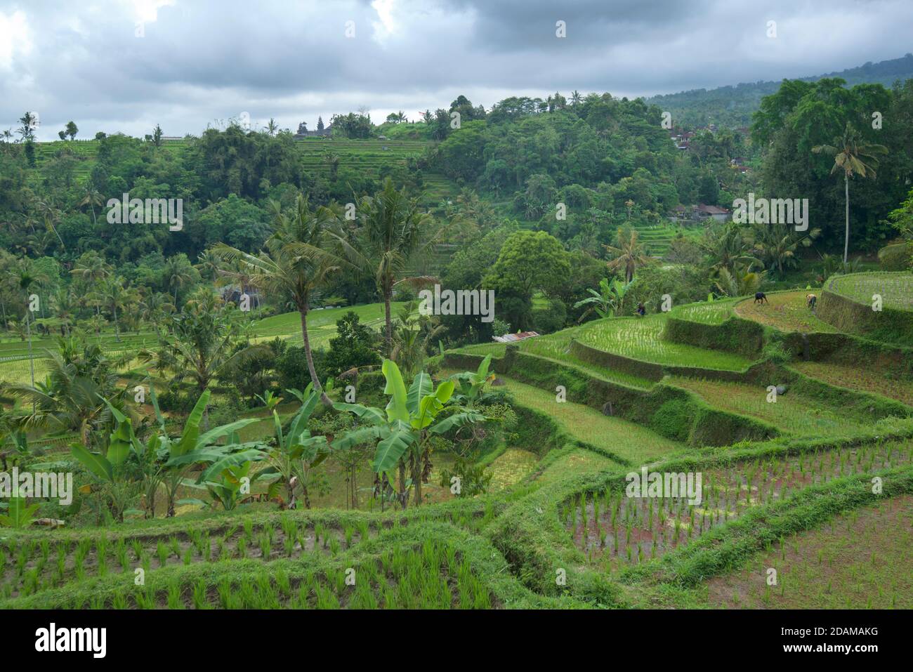Balinese terraced rice fields at Tabanan, Bali, indonesia Stock Photo