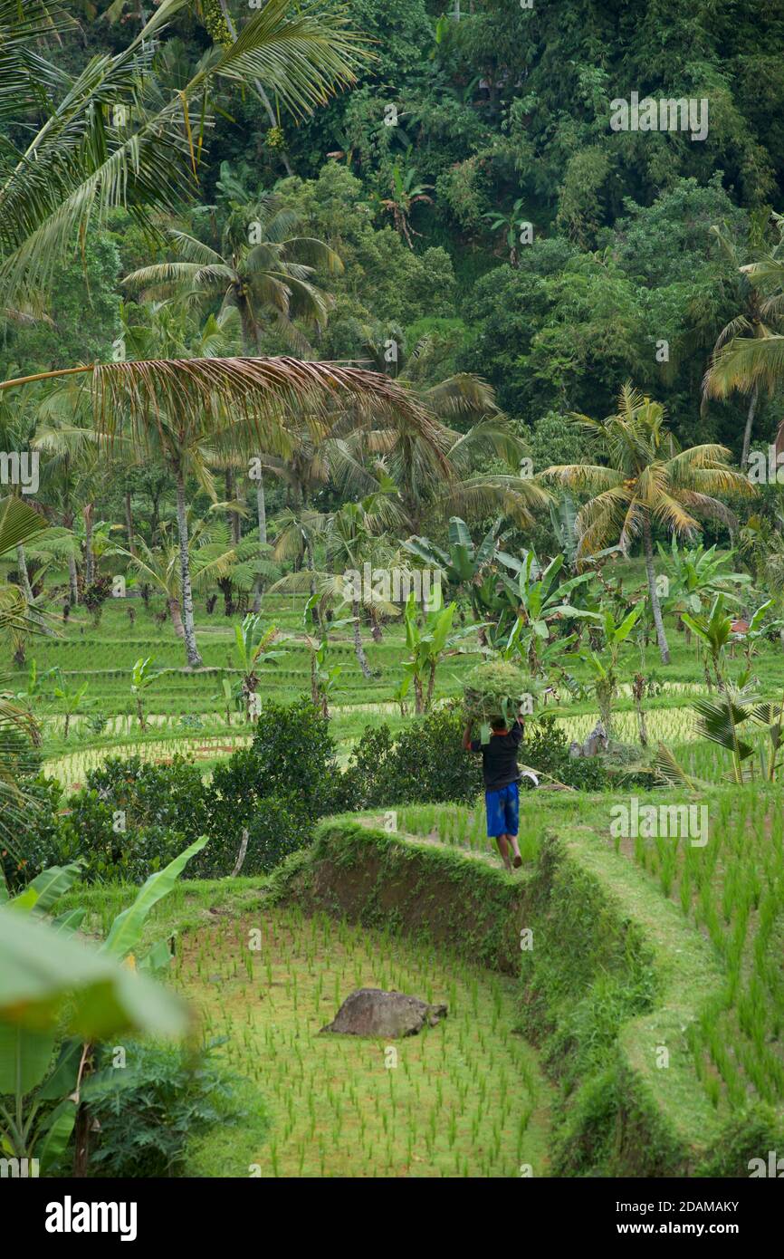 Balinese terraced rice fields at Tabanan, Bali, indonesia. Working in the fields. Rice agriculture. Stock Photo