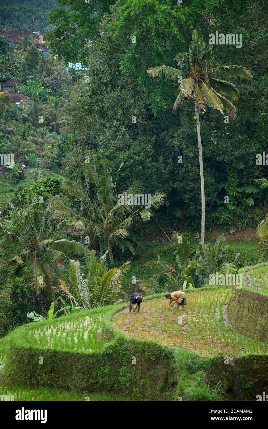 Tabanan Rise Field Balinese terraced rice fields at Tabanan, Bali, indonesia. Working in ...